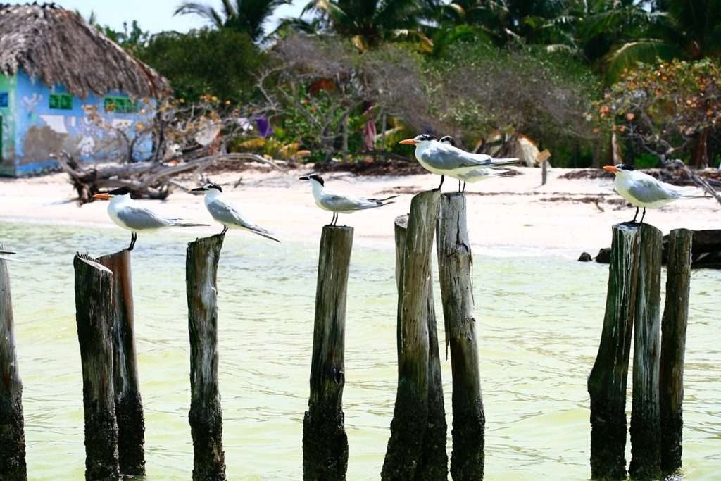 Birds of Isla Holbox, Mexico